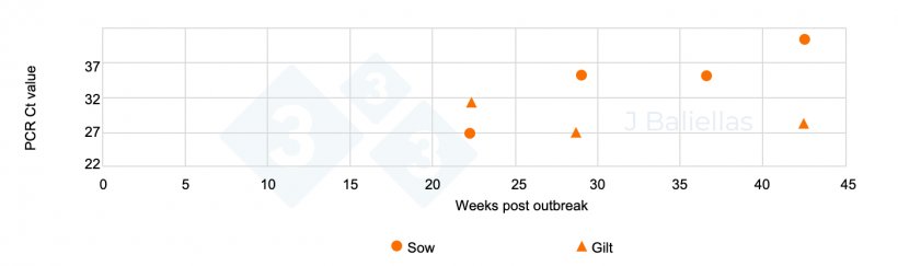 Figure&nbsp;3. Evolution of PCR Ct values from stillborn tongue samples from piglets from&nbsp;primiparous and multiparous sows in the weeks following a&nbsp;PRRS outbreak.
